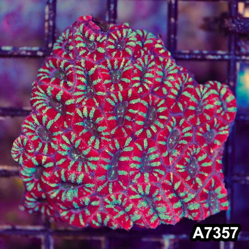 Item#A7357LP7357(S) WYSIWYG Aussie Ultra Acan Lord Mini Colony