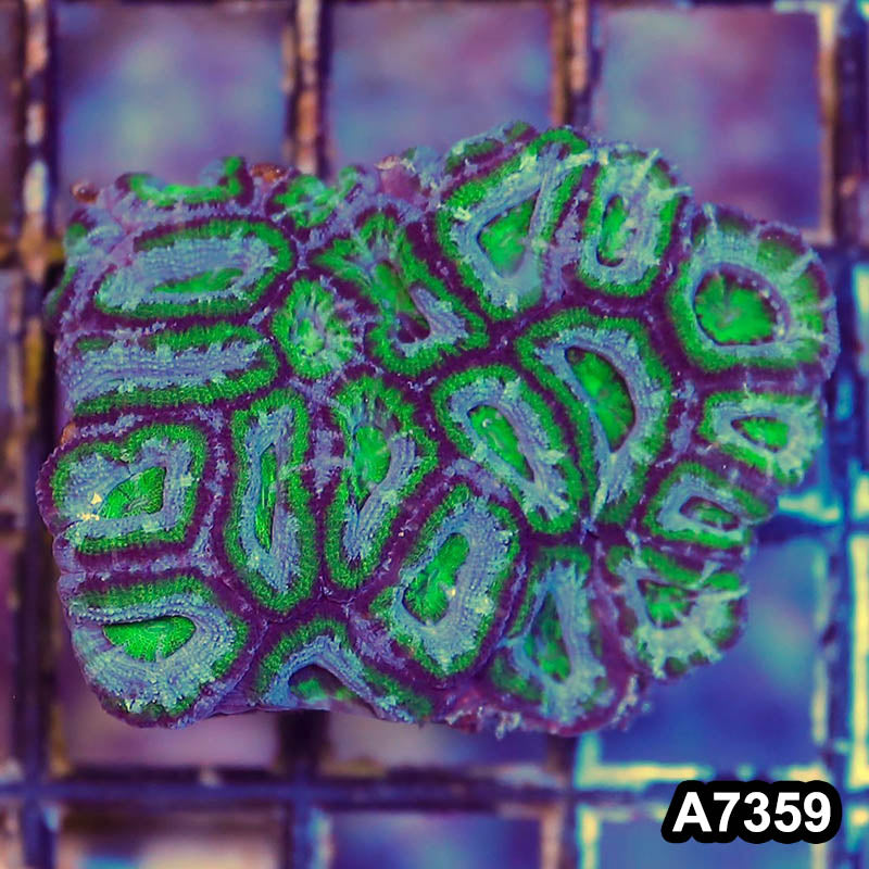 Item#A7359LP7359(S) WYSIWYG Aussie Ultra Acan Lord Mini Colony