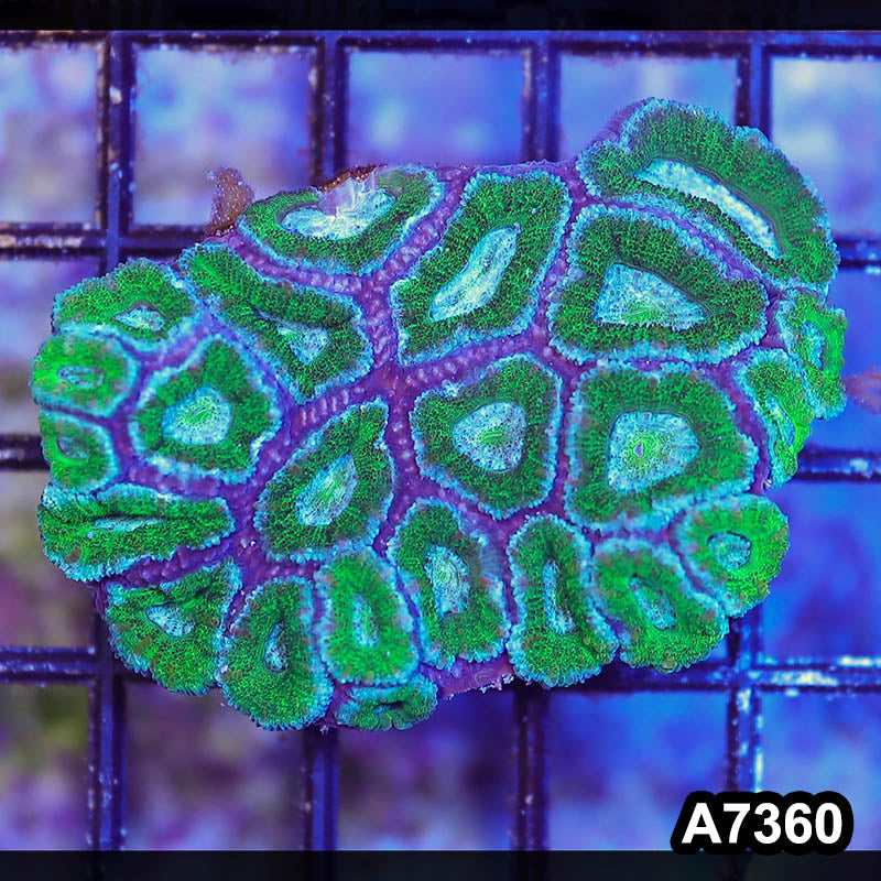 Item#A7360LP7360(S) WYSIWYG Aussie Ultra Acan Lord Mini Colony