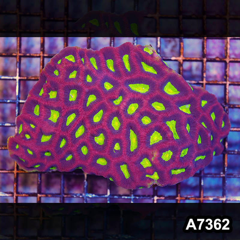 Item#A7362LP7362(L) WYSIWYG Aussie Ultra Dragon Soul Prism Favia Colony