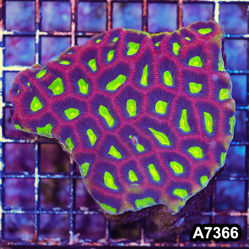 Item#A7366LP7366(L) WYSIWYG Aussie Ultra Dragon Soul Prism Favia Colony