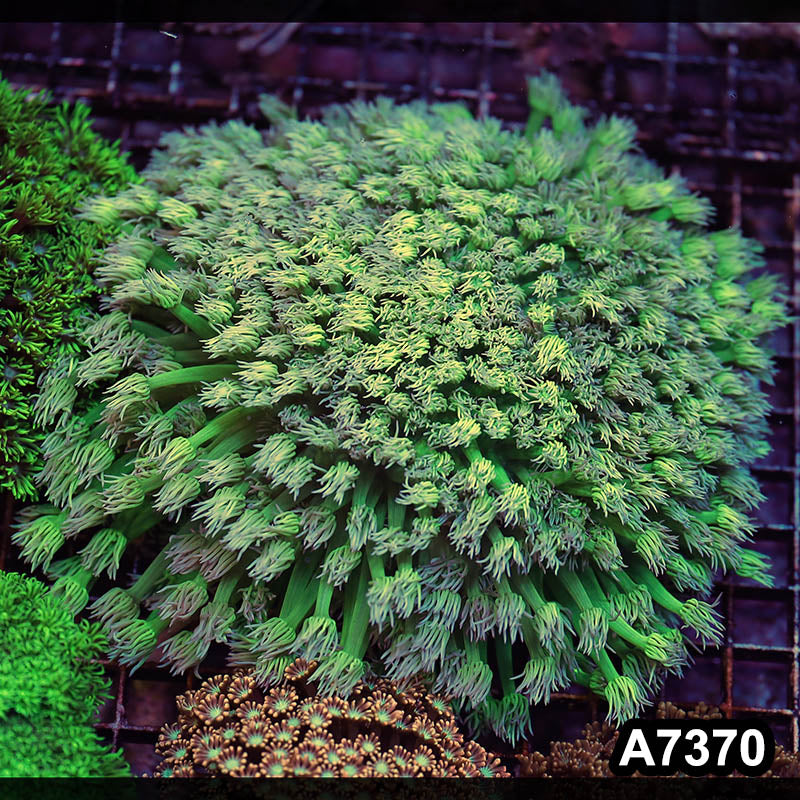 Item#A7370LP7370(L) WYSIWYG Aussie Ultra Unique Goniopora Colony