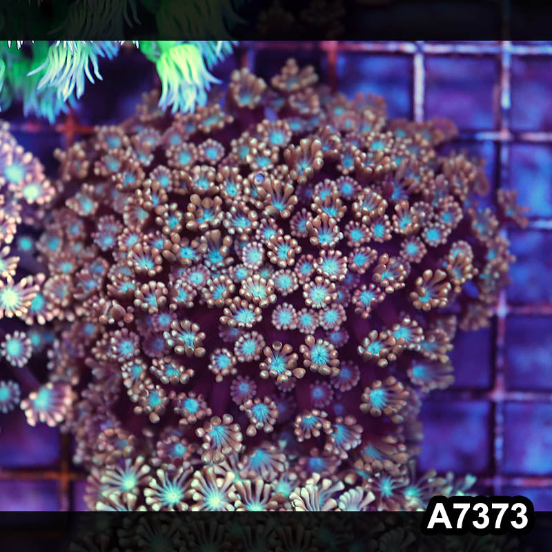 Item#A7373LP7373(M) WYSIWYG Aussie Rainbow Alveopora Colony