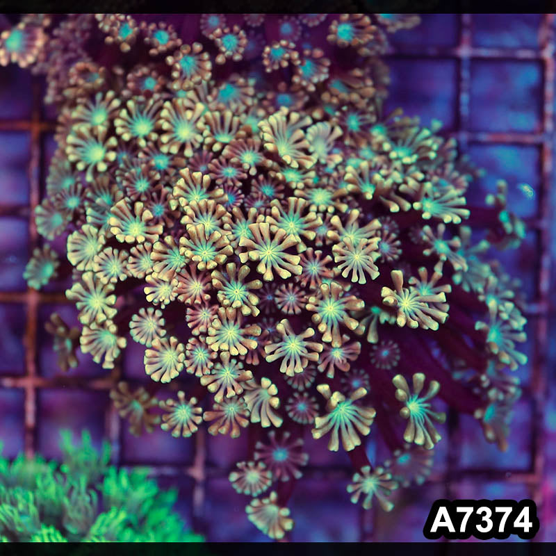Item#A7374LP7374(M) WYSIWYG Aussie Rainbow Alveopora Colony