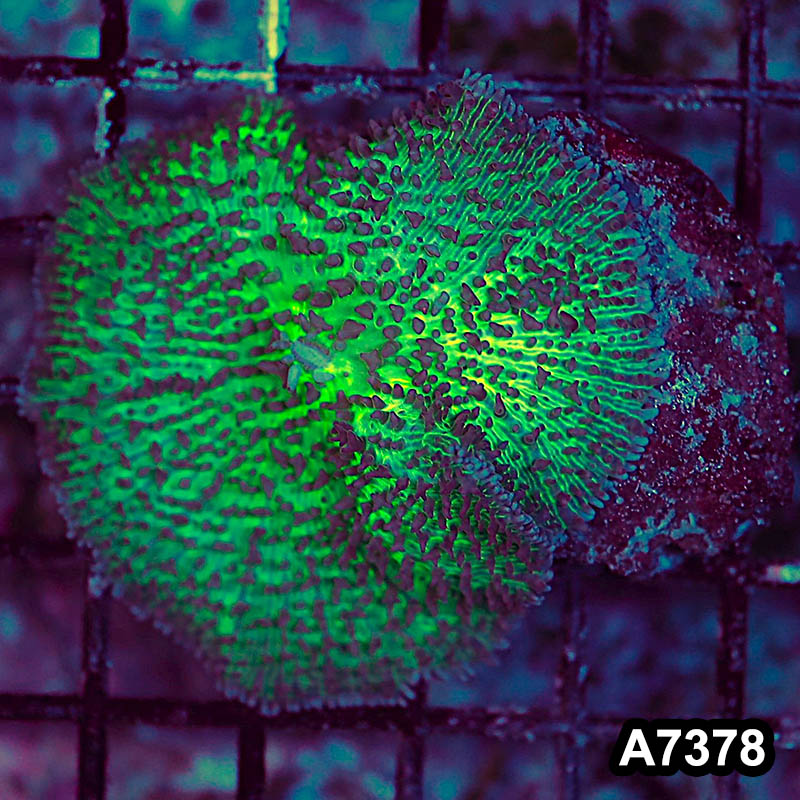 Item#A7378LP7378(S) WYSIWYG Indo Ultra Lampung's Mushroom