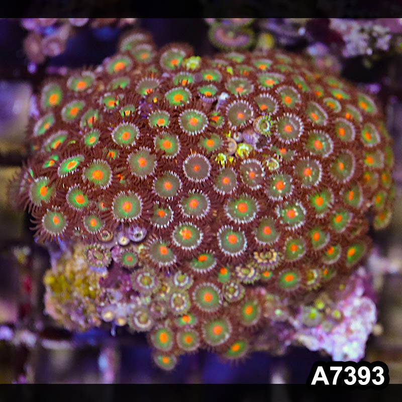 Item#A7393LP7393(M) WYSIWYG Indo Ultra Zoanthid Colony
