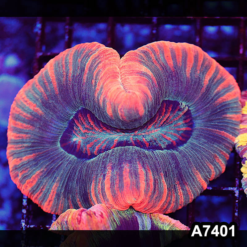 Item#A7401LP7401(M) WYSIWYG Indo Ultra Unique Trachyphyllia