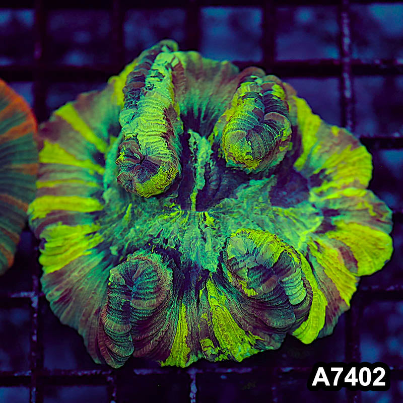 Item#A7402LP7402(M) WYSIWYG Indo Ultra Unique Trachyphyllia
