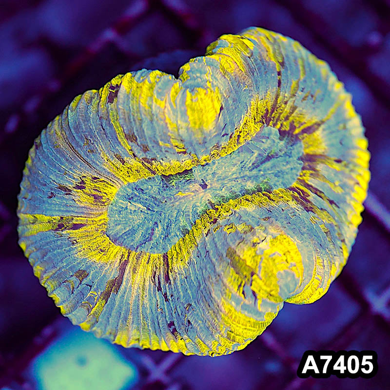 Item#A7405LP7405(M) WYSIWYG Indo Ultra Unique Trachyphyllia