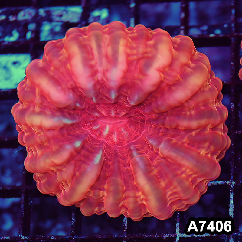 Item#A7406LP7406(M) WYSIWYG Indo Ultra Cynarina