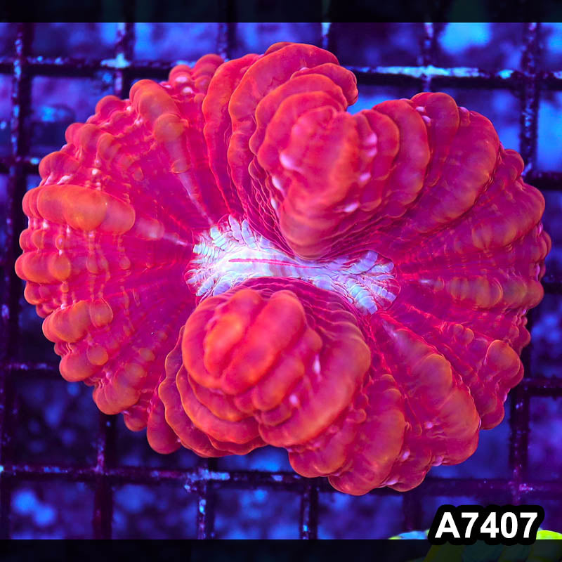Item#A7407LP7407(M) WYSIWYG Indo Ultra Cynarina