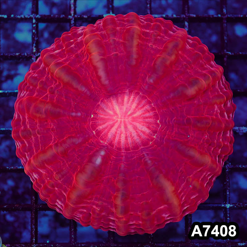 Item#A7408LP7408(L) WYSIWYG Indo Ultra Cynarina