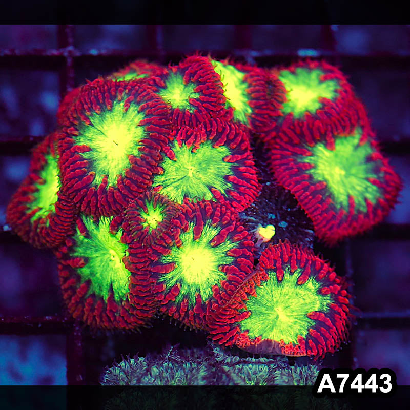 Item#A7443LP7443(S) WYSIWYG Aussie Ultra Red Blastomussa Mini Colony
