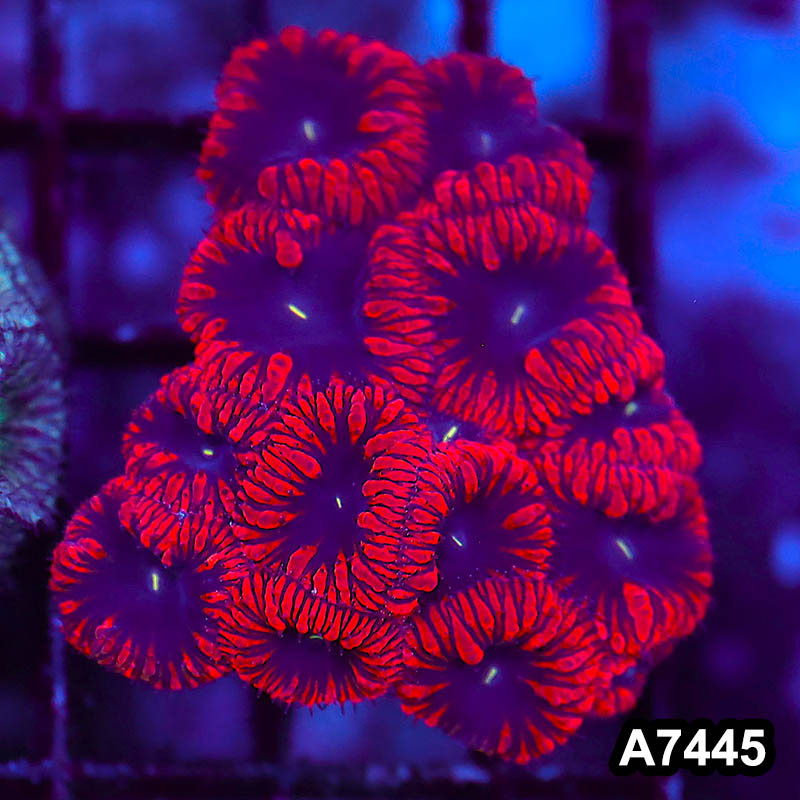 Item#A7445LP7445(S) WYSIWYG Aussie Ultra Unique Blastomussa Mini Colony