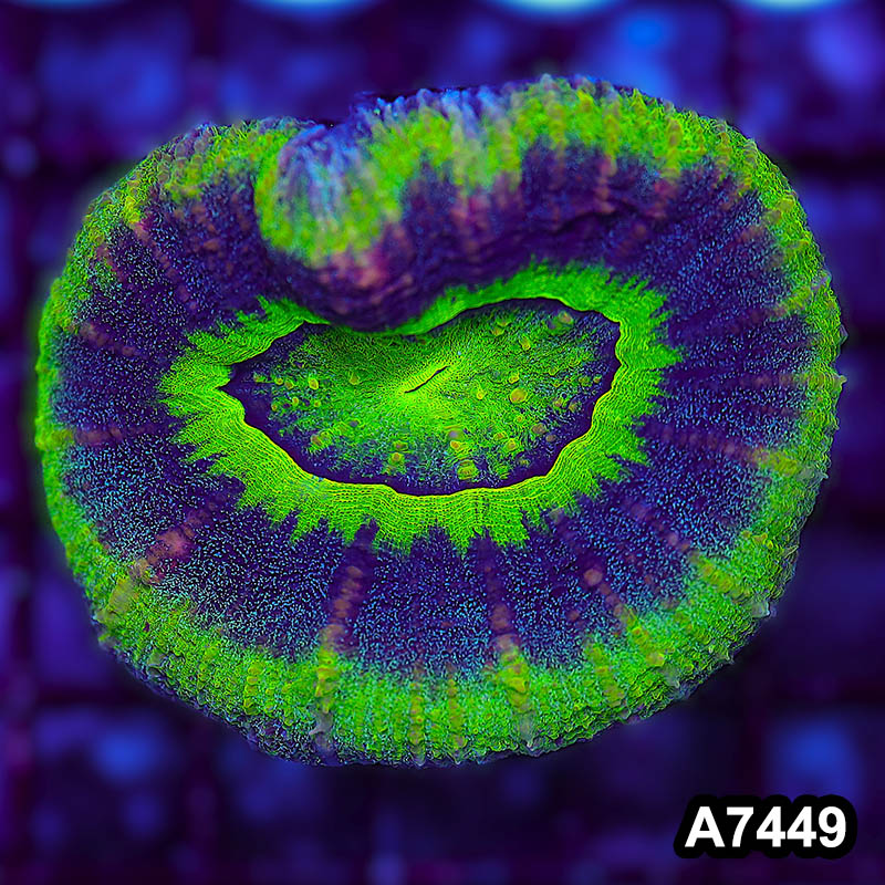 Item#A7449LP7449(M) WYSIWYG Aussie Ultra UFO Scolymia Colony