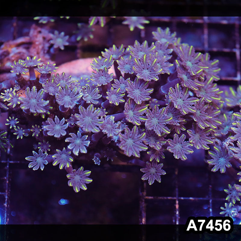 Item#A7456LP7456(M) WYSIWYG Indo Ultra Yellow Tip Clove Polyp Colony