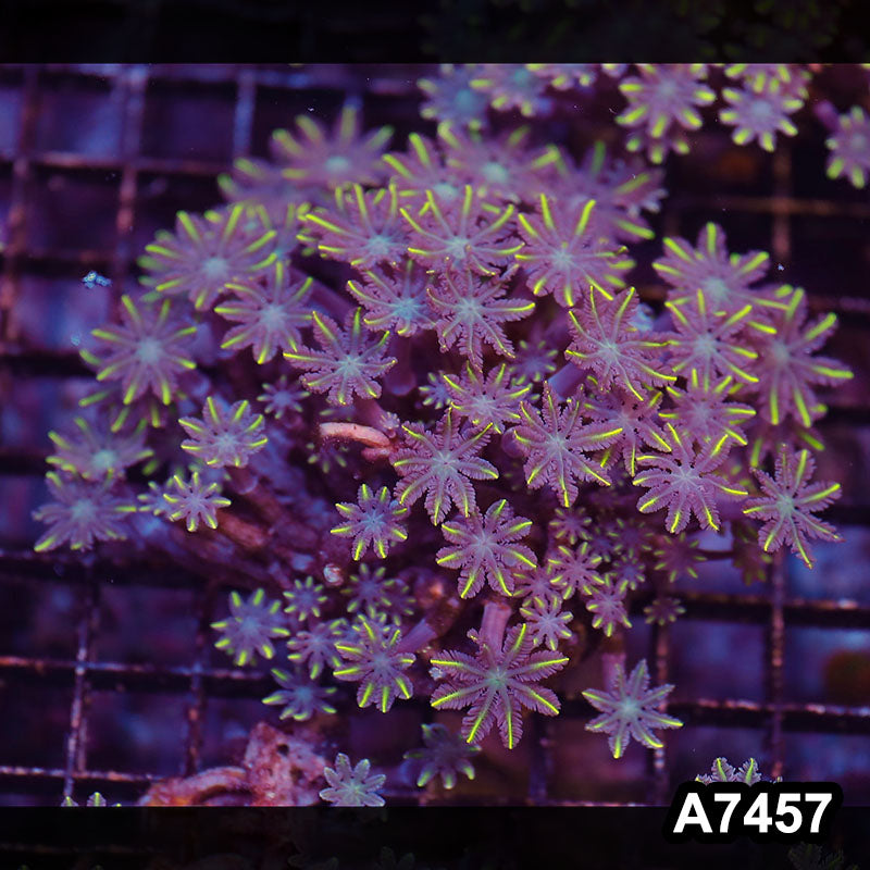 Item#A7457LP7457(M) WYSIWYG Indo Ultra Yellow Tip Clove Polyp Colony