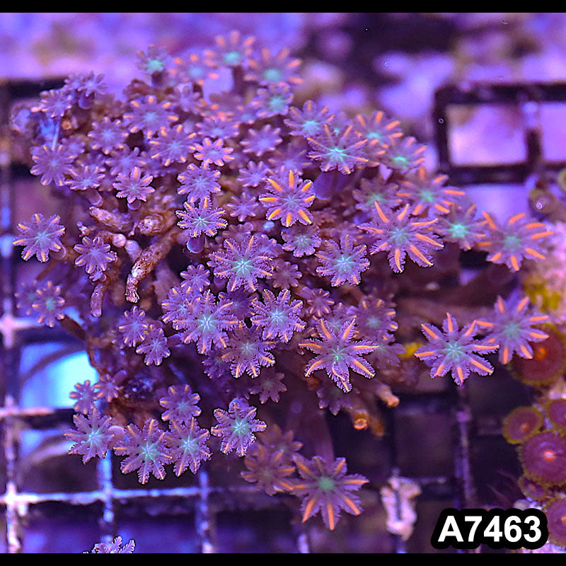 Item#A7463LP7463(M) WYSIWYG Indo Ultra Pink Tip Clove Polyp Colony