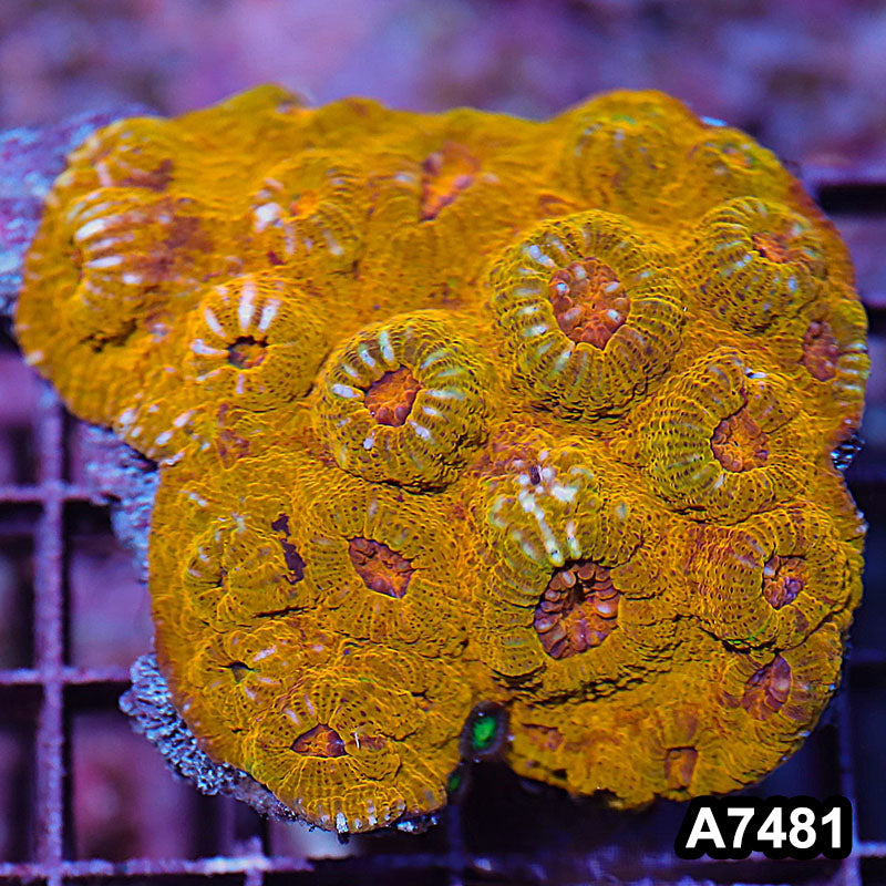 Item#A7481IN7481(M) WYSIWYG Aussie Gold Chalice Colony