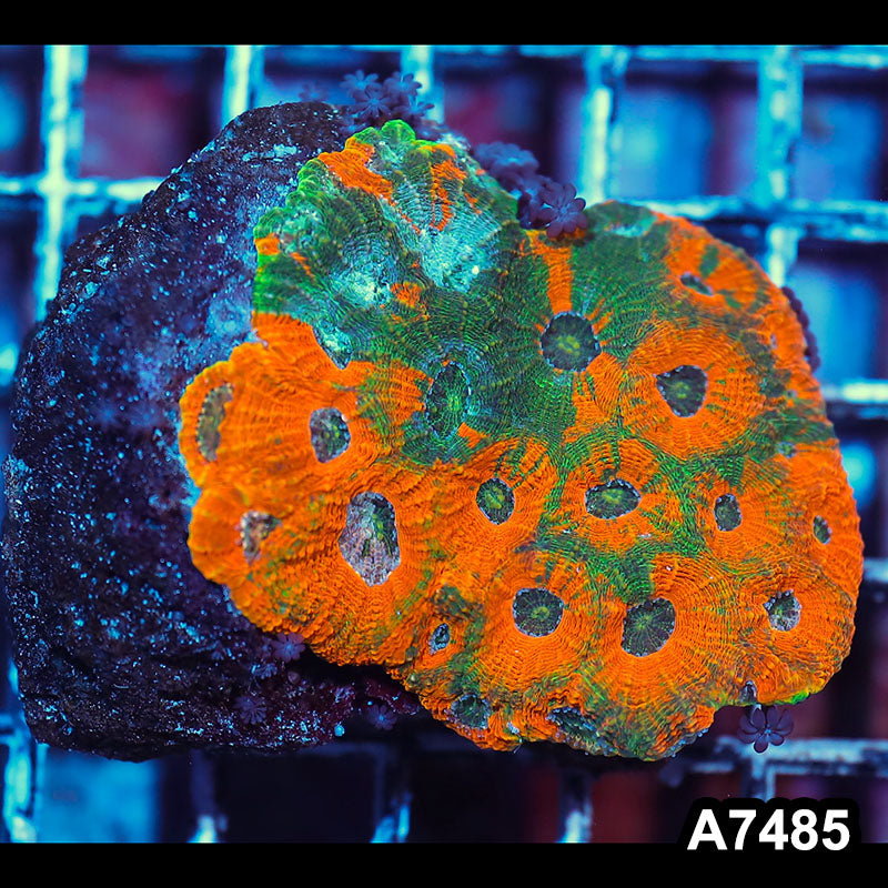Item#A7485IN7485(S) WYSIWYG Indo Ultra Acanthastrea Echinata Colony