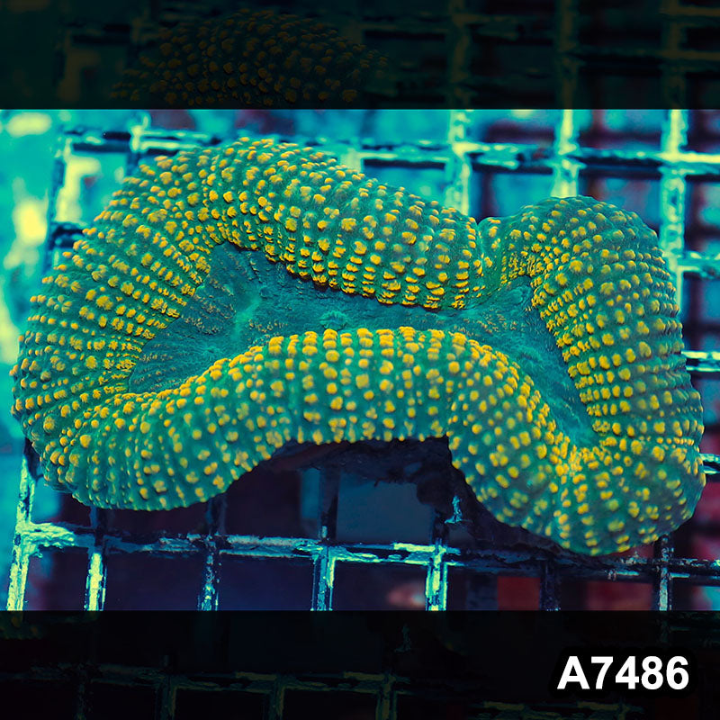 Item#A7486IN7486(M) WYSIWYG Indo Ultra Hairy Lobophyllia