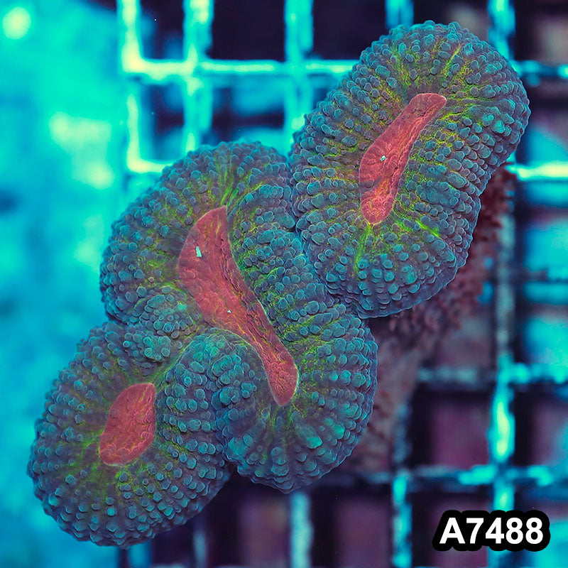 Item#A7488IN7488(M) WYSIWYG Indo Rainbow Lobophyllia
