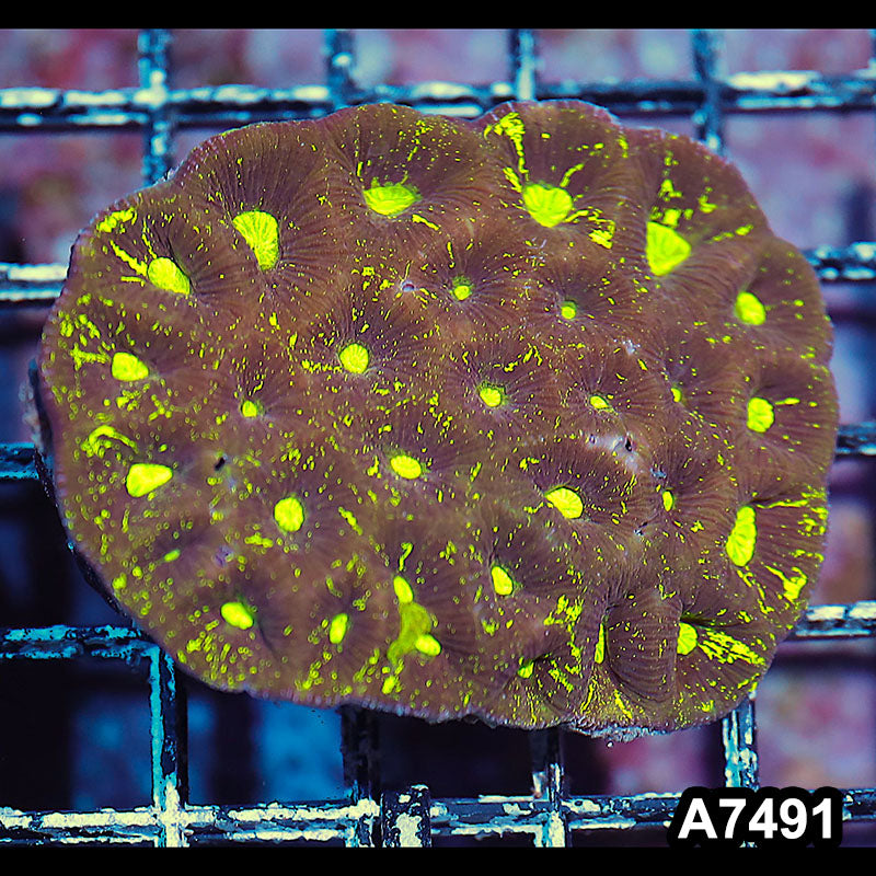 Item#A7491IN7491(S) WYSIWYG Aussie Ultra Toxic Splatter Goniastrea