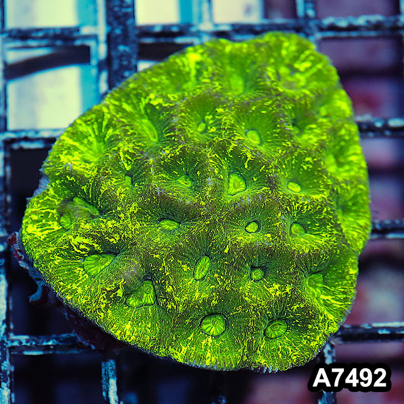 Item#A7492IN7492(S) WYSIWYG Aussie Ultra Toxic Splatter Goniastrea