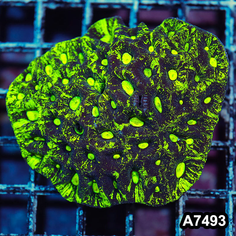 Item#A7493IN7493(S) WYSIWYG Aussie Ultra Toxic Splatter Goniastrea