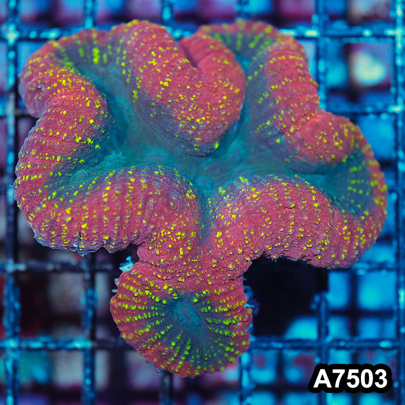 Item#A7503IN7503(M) WYSIWYG Indo Ultra Lobophyllia