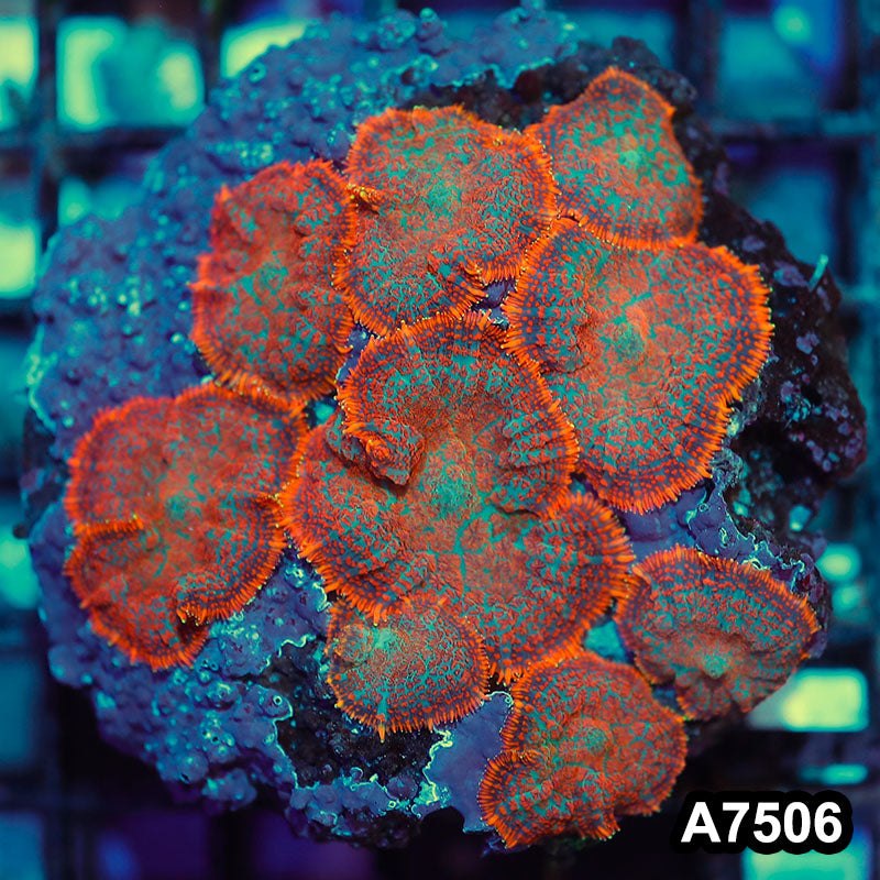 Item#A7506IN7506(M) WYSIWYG Indo Ultra Orange Rhodactis Mushroom Colony