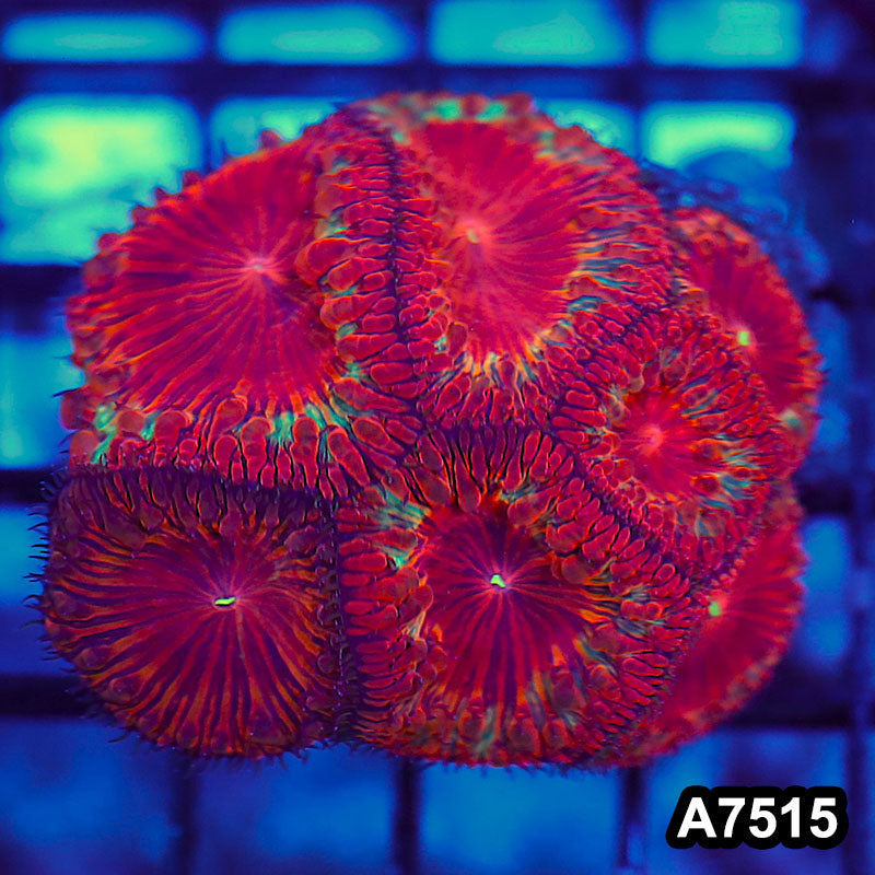 Item#A7515LW7515(S) WYSIWYG Indo Ultra Unique Blastomussa