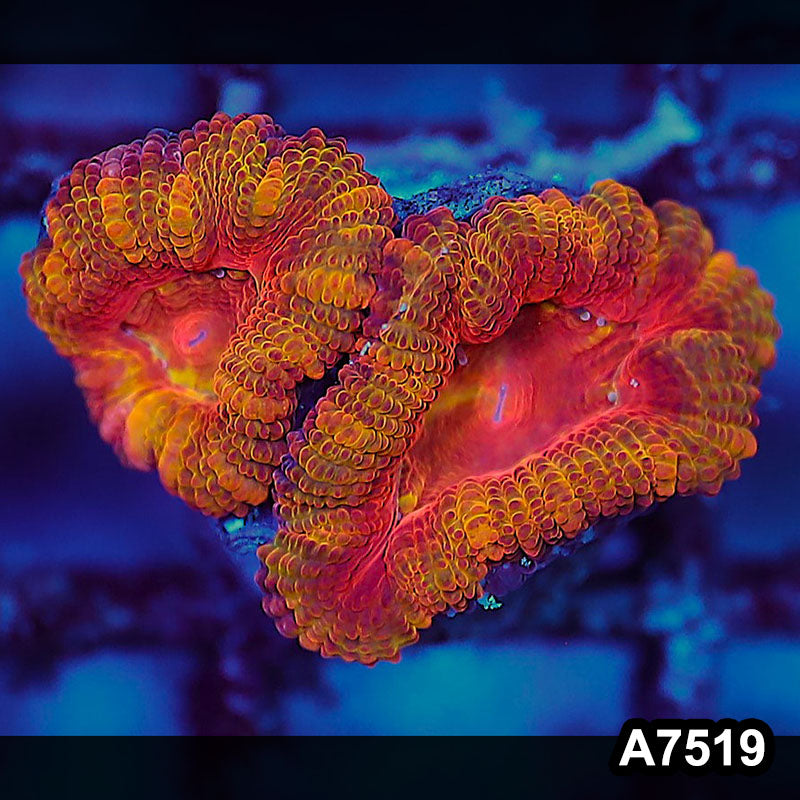 Item#A7519LW7519(S) WYSIWYG Aussie Ultra Unique Acan Lord Frag