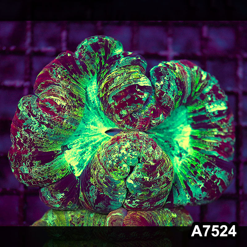 Item#A7524LW7524(M) WYSIWYG Indo Ultra Unique Wellsophyllia