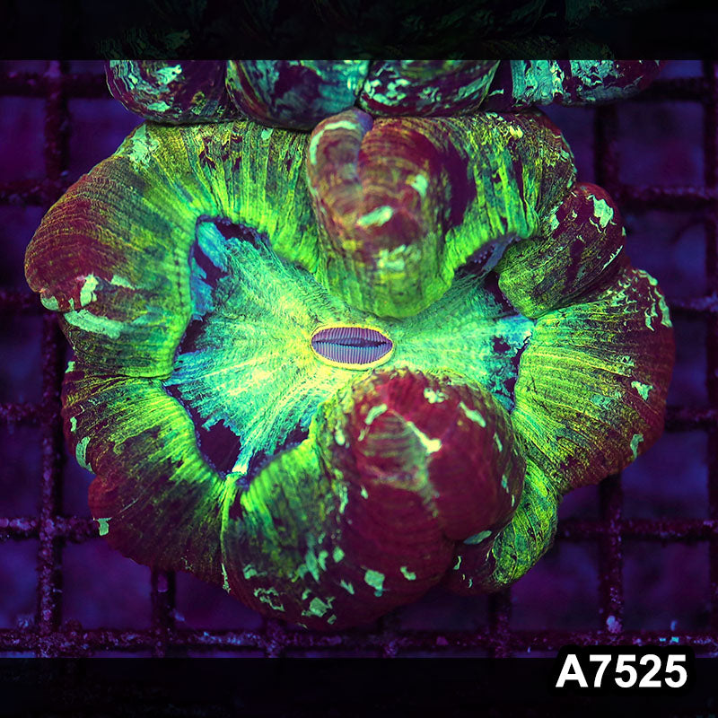 Item#A7525LW7525(M) WYSIWYG Indo Ultra Unique Wellsophyllia
