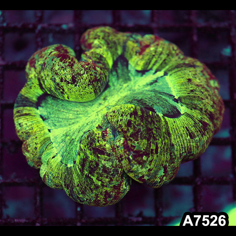 Item#A7526LW7526(M) WYSIWYG Indo Ultra Unique Wellsophyllia