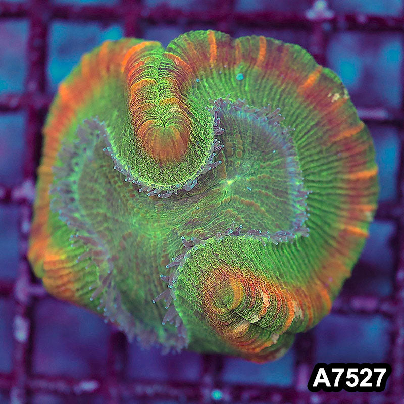 Item#A7527LW7527(M) WYSIWYG Indo Ultra Unique Trachyphyllia