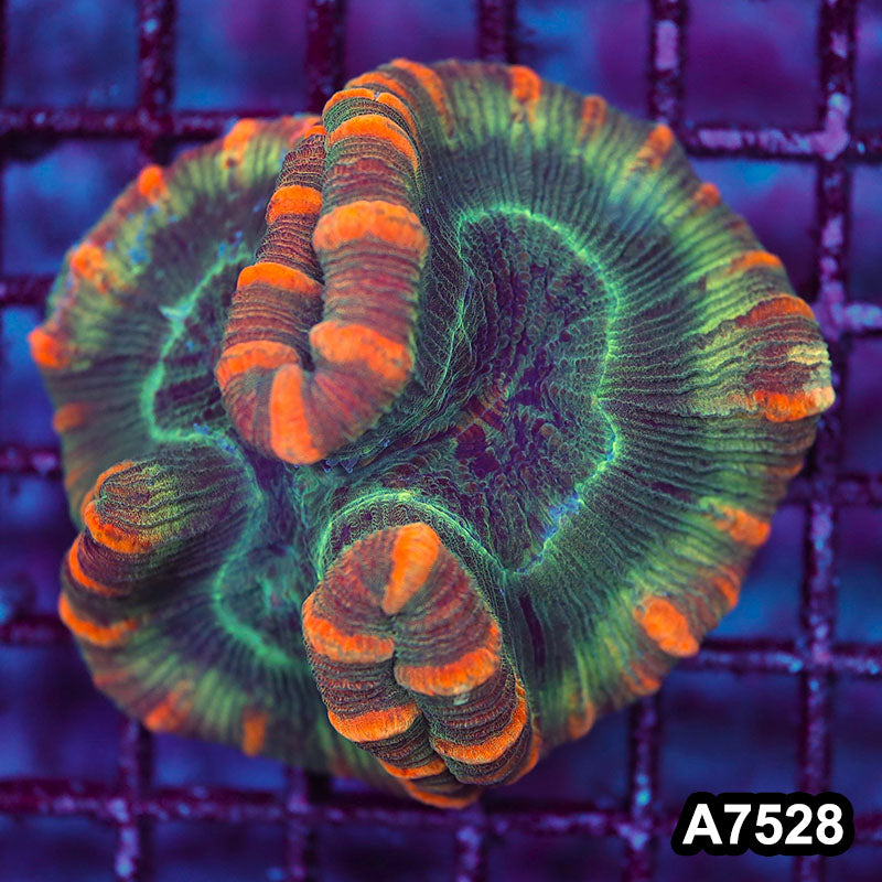 Item#A7528LW7528(M) WYSIWYG Indo Ultra Unique Trachyphyllia