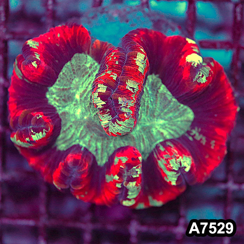 Item#A7529LW7529(M) WYSIWYG Indo Ultra Trachyphyllia