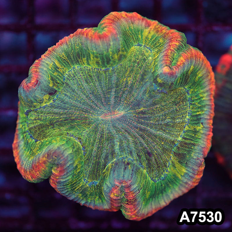 Item#A7530LW7530(M) WYSIWYG Indo Rainbow Wellsophyllia