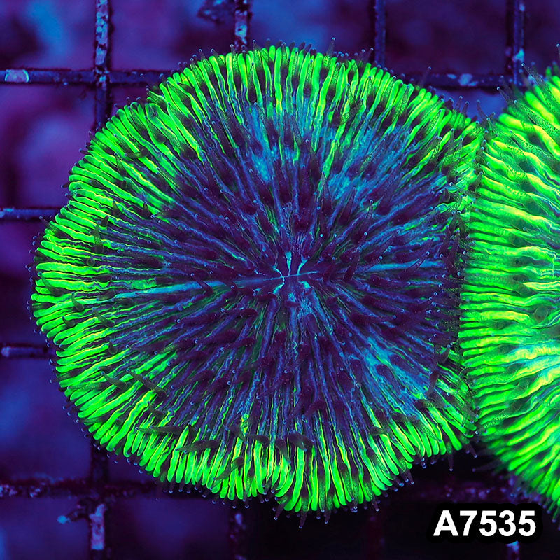 Item#A7535LW7535(S) WYSIWYG Indo Ultra Neon Rim Fungia