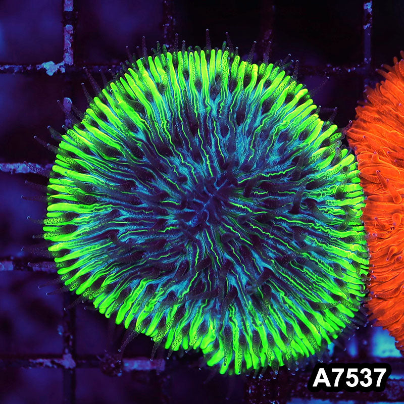 Item#A7537LW7537(S) WYSIWYG Indo Ultra Neon Rim Fungia