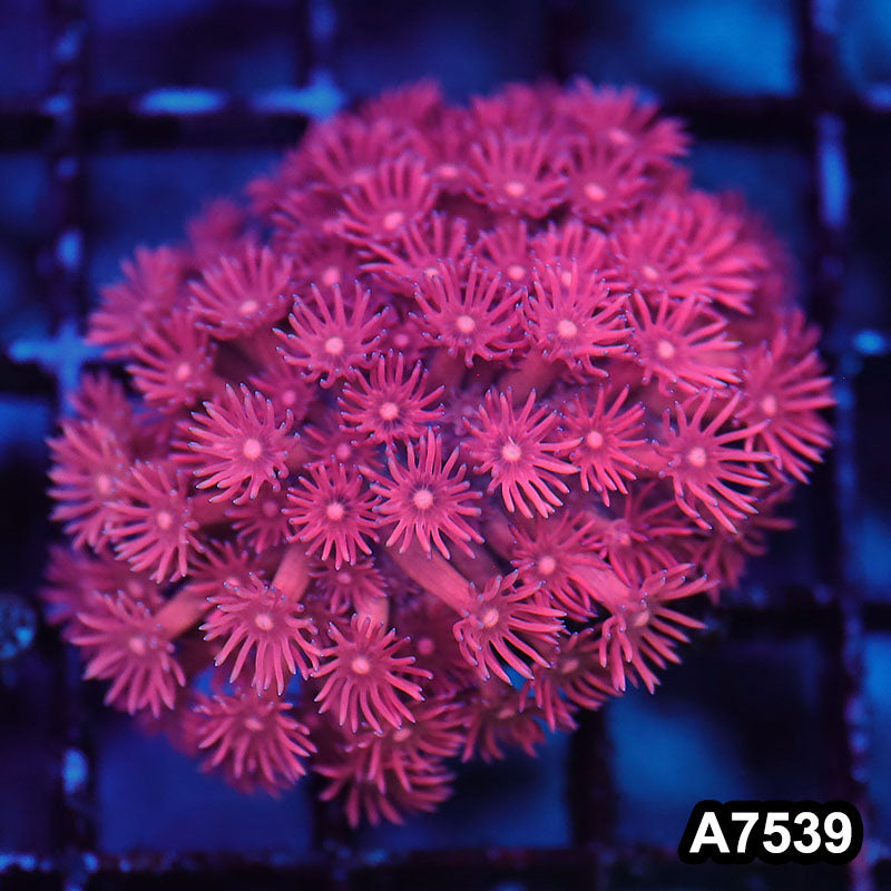 Item#A7539LW7539(S) WYSIWYG Indo Ultra Pink Goniopora