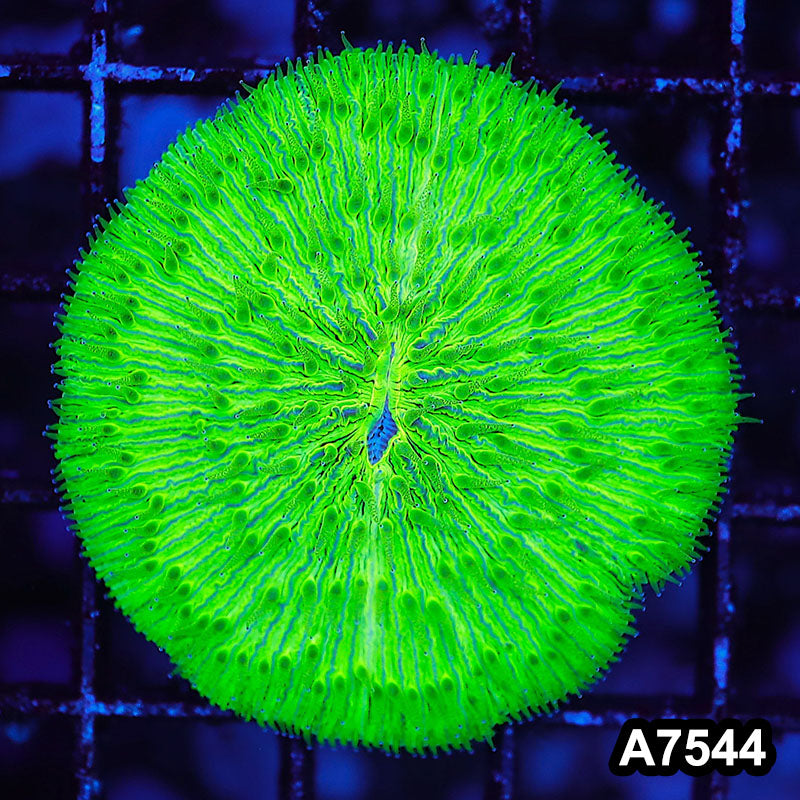 Item#A7544LW7544(S) WYSIWYG Indo Ultra Neon Green Fungia