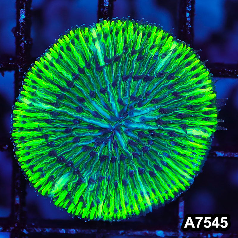 Item#A7545LW7545(S) WYSIWYG Indo Ultra Neon Rim Fungia