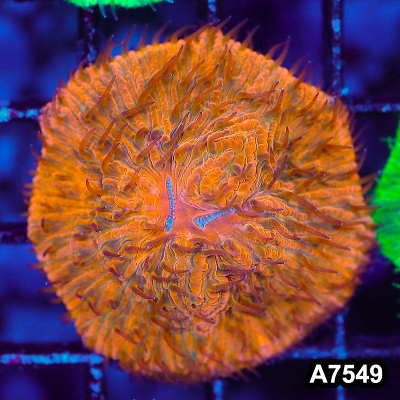 Item#A7549LW7549(S) WYSIWYG Indo Ultra Unique Orange Fungia