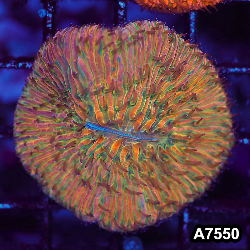 Item#A7550LW7550(S) WYSIWYG Indo Ultra Unique Orange Fungia