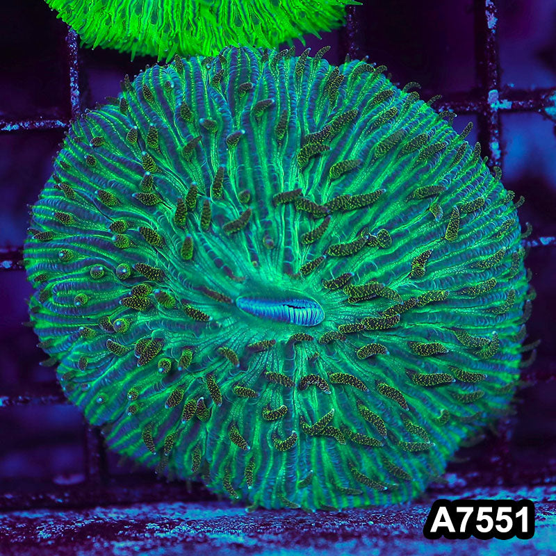 Item#A7551LW7551(S) WYSIWYG Indo Ultra Fungia