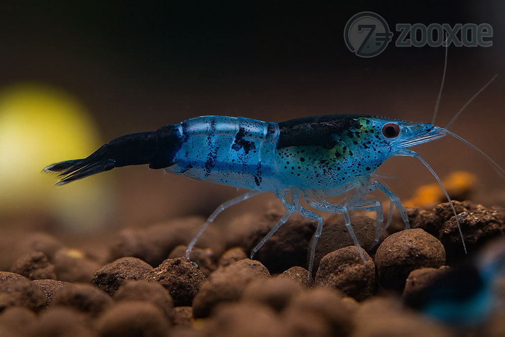 DT Black Rili Neocaridina Shrimp