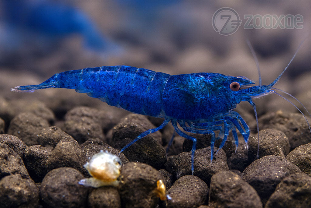 DT Blue Velvet Neocaridina Shrimp